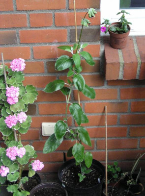 Salvia discolor.jpg