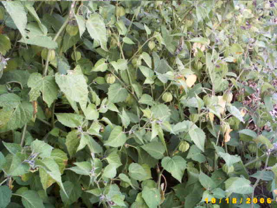 2006_1018Bild0040.JPG