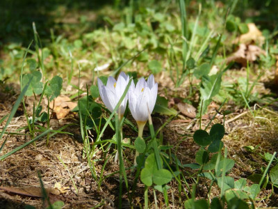 2016-09-02 Crocus 1.jpg