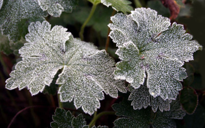 Geranium-mit-Raureif.jpg