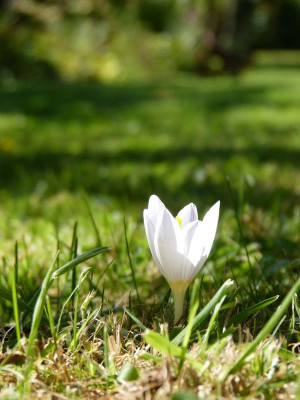 2016-09-02 Crocus 2.jpg