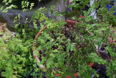 Adiantum unb. II a ...  2.9.16 001.jpg