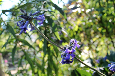 Clematis New Love.JPG