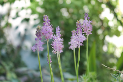 Scilla scilloides.JPG