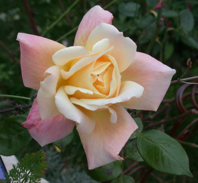 Sutters_Gold_T_30324_92.jpg