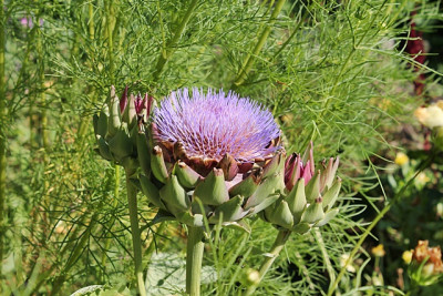 Artischocke Blüte Sep.JPG
