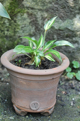 Hosta Dixie Chickadee.JPG