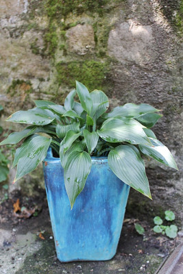 Hosta Mosel.JPG