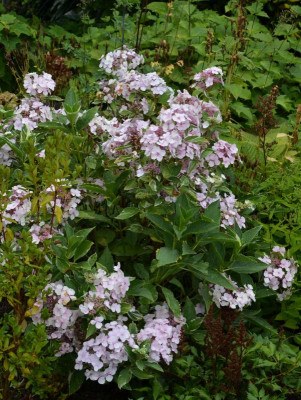 Hydrangea-Tricolor.16-1.jpg