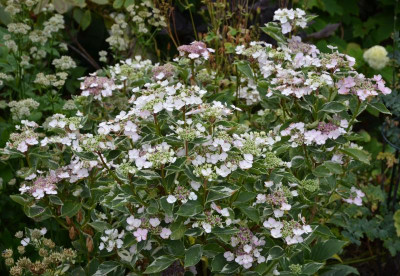 Hydrangea-Tricolor.15-1.jpg