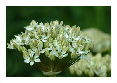 Allium_1_04-06-2006.jpg