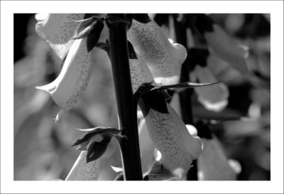 Digitalis_1_sw_04-06-2006.jpg
