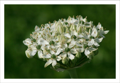 Allium-nigrum.jpg