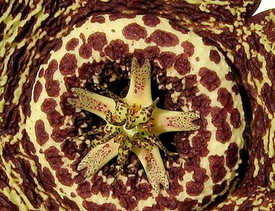 1Suk_Stapelia2.jpg
