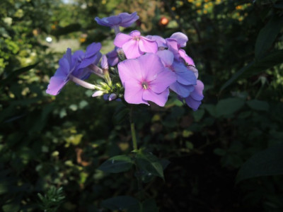 DSCN1259_1724.JPG