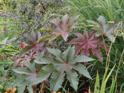 Ricinus communis September 2016 (2).JPG