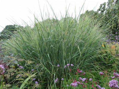 Panicum Cloud Nine September 2016.JPG