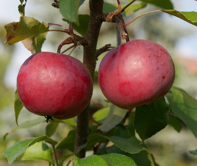 Lubera-rot.jpg