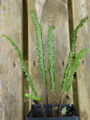 2016-09-04 Asplenium.jpg