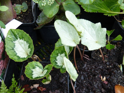 2016-09-04 Cyclamen hederifolium.jpg