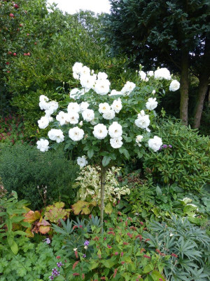 2016-09-04 Rosen 'Schneewittchen'.jpg