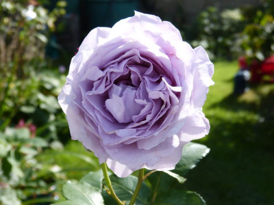 2016-09-04 Rosen 'Novalis' 1.jpg