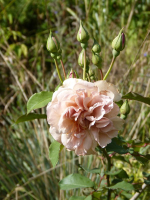 2016-09-04 Rosen 'Laika' 1.jpg