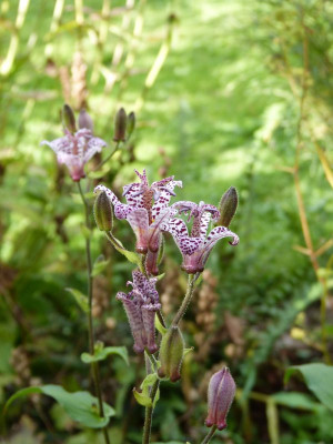 2016-09-04 Tricyrtis 1.jpg