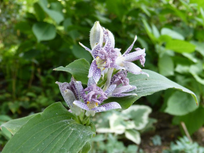 2016-09-04 Tricyrtis 2.jpg