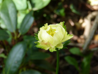 2016-09-04 Trollius x cultorum 'Alabaster'.jpg