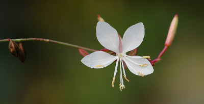 Gaura.jpg
