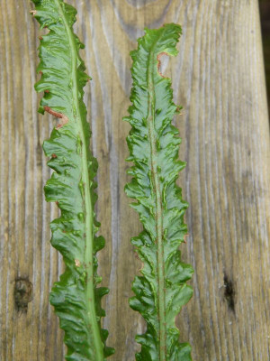 2016-09-04 Asplenium scolopendrium 'Angustifolium Muricatum' (2).jpg