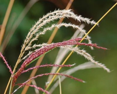 Miscanthus-Flamingo.jpg