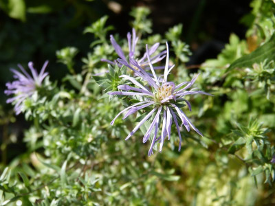 2016-09-04 Aster sericeus.jpg