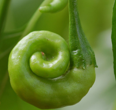Caeyenne-Schnecke.jpg