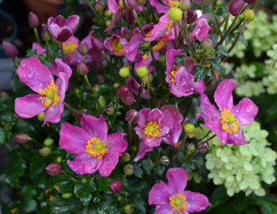 Anamone-pink.16-1.jpg