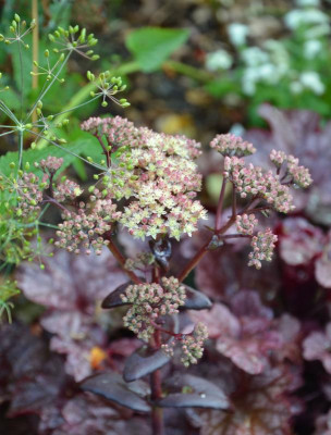 Sedum-Sämling-dunkel-gelb.16-1.jpg