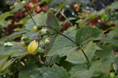 Kirengeshoma_palmata.16-1.jpg