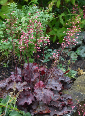 Heuchera-Shanghai-vielleicht.16-1.jpg