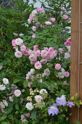 Rose-MozartsLady.16-2.jpg
