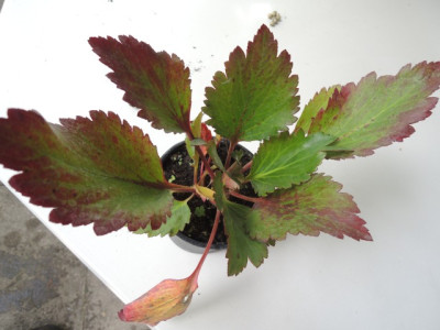 DSCN1280_1725.JPG
