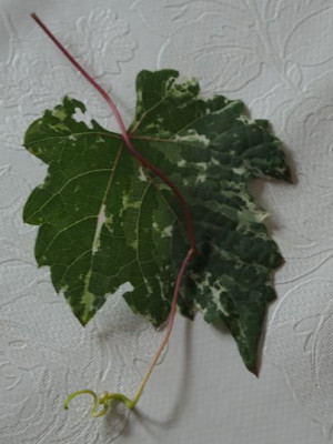 panaschierter Wein.jpg
