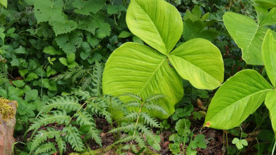 Arisaema fargesii P8010567.JPG