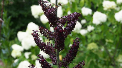 Veratrum maackii var. japonica P8010583.JPG