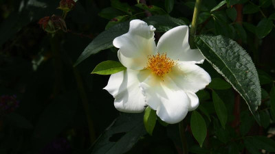 Rosa Bracteata 'Mermaid' P8010492.JPG
