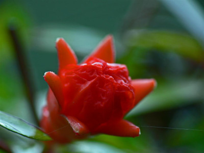 letzte_Blute_P.granata_nana.jpg