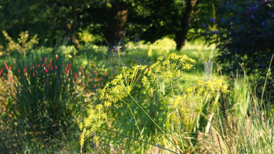 Peucedanum officinalis P8070653.JPG