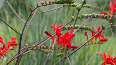 Crocosmia Luzifer P8010519.JPG