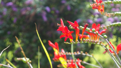 Crocosmia Luzifer P8010512.JPG
