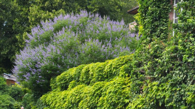 Vitex agnus-castus Ziegelhäuser Landstraße P8060604.JPG
